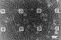 Monolayer of confluent rat cardiomyocytes on MEA (MicroElectrodeDevices.com)